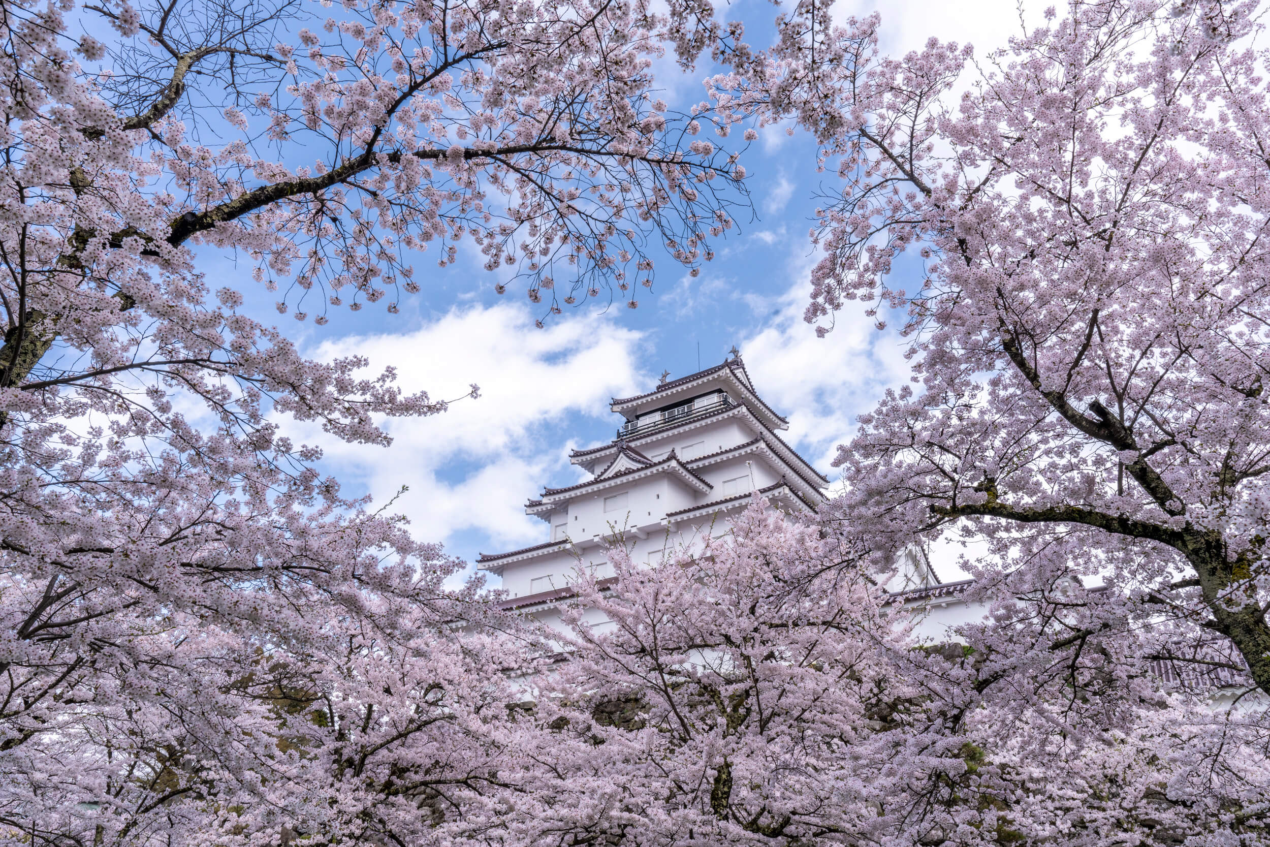 鶴ヶ城の桜