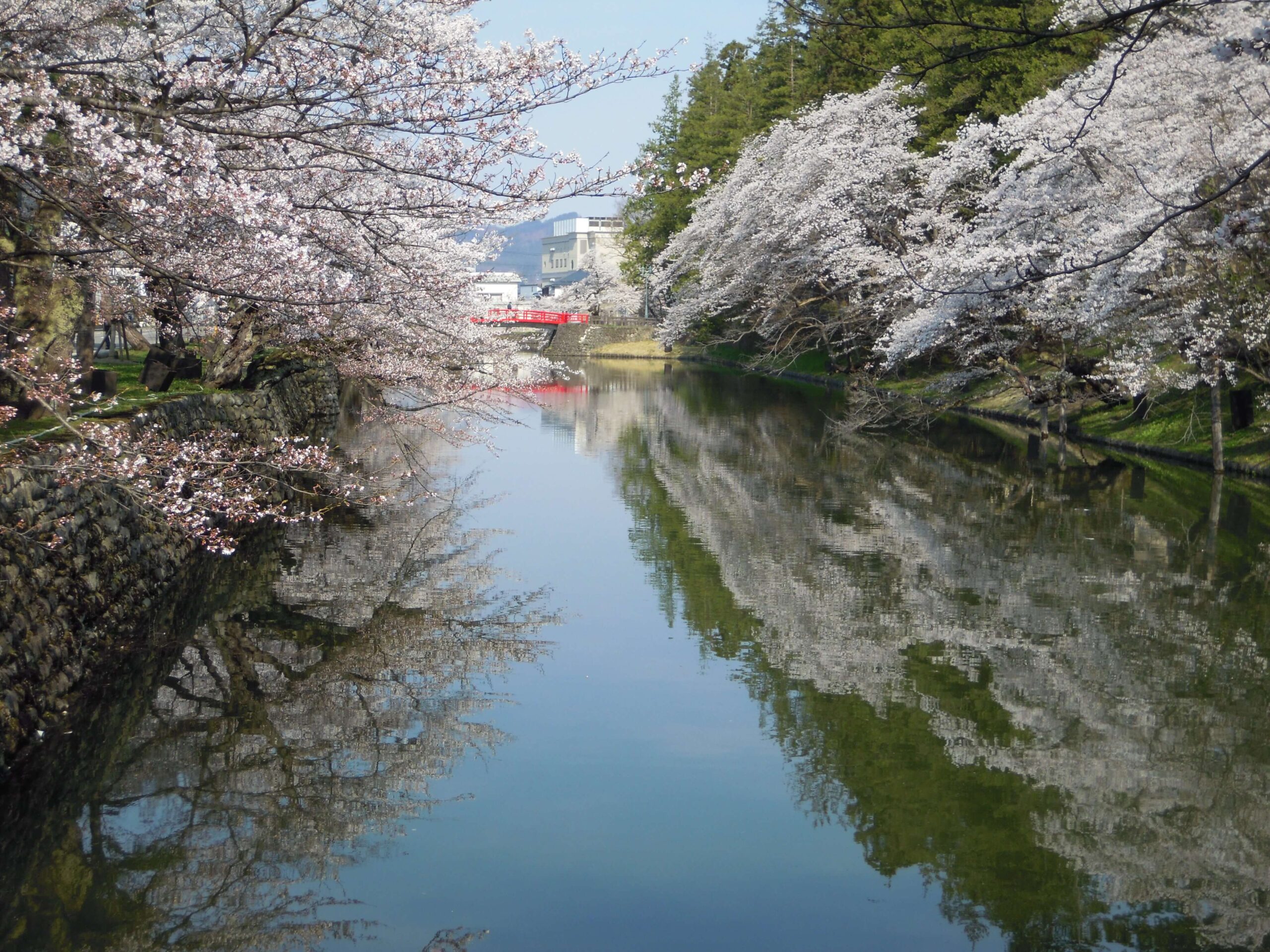 上杉神社の桜