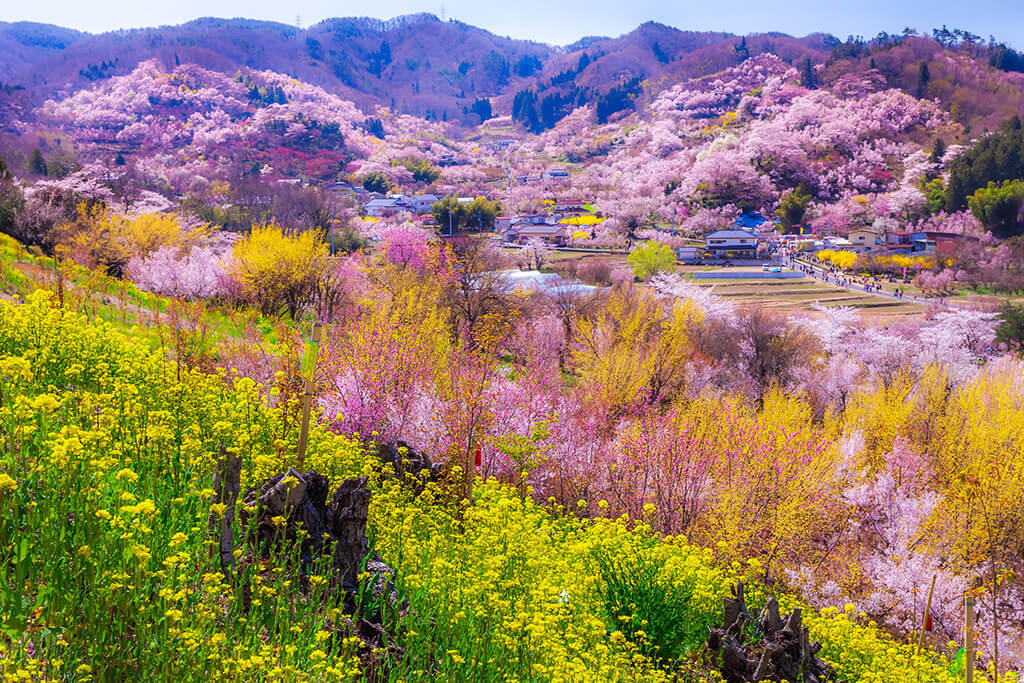 春の花見山