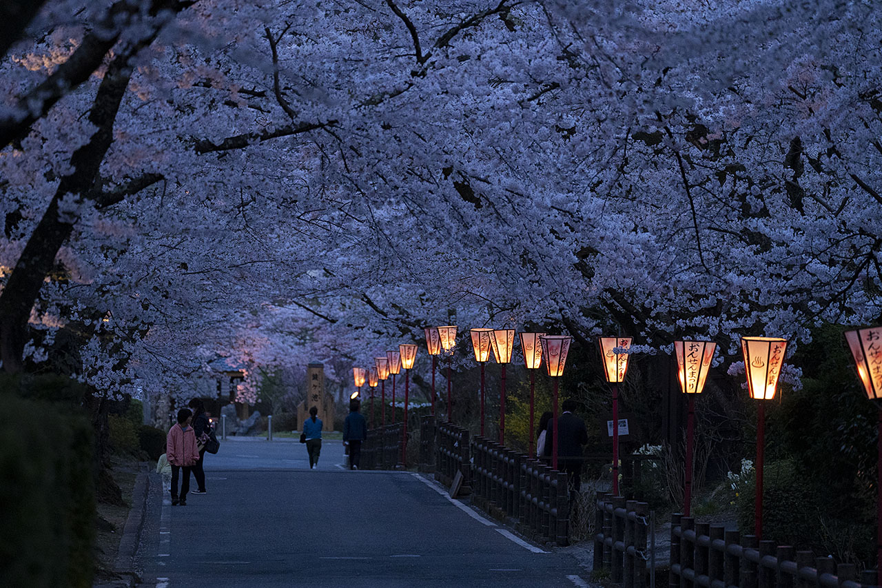 岳温泉の桜