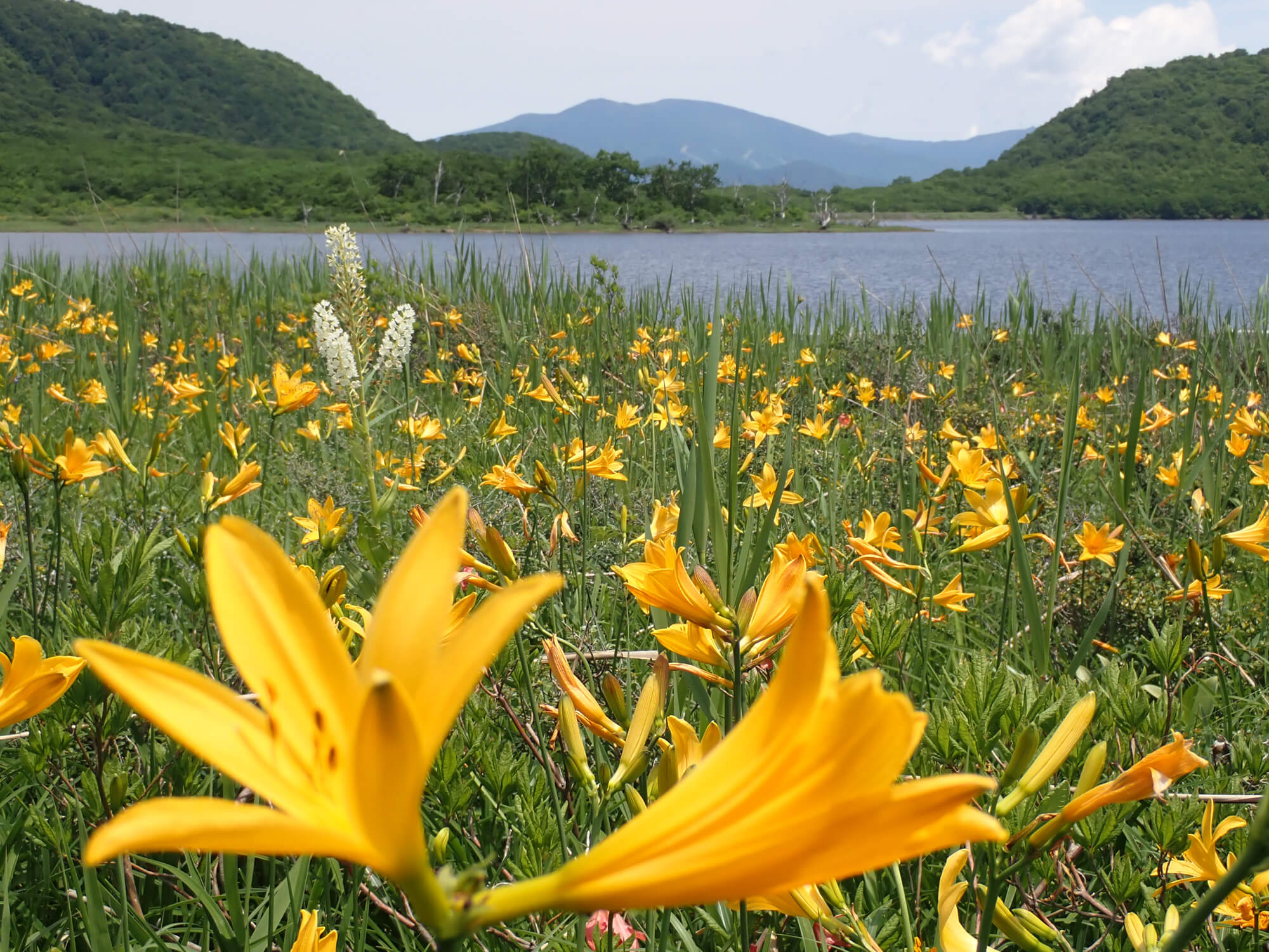 雄国沼湿原〔雄子沢口・往復〕