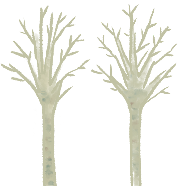 肌の白い木