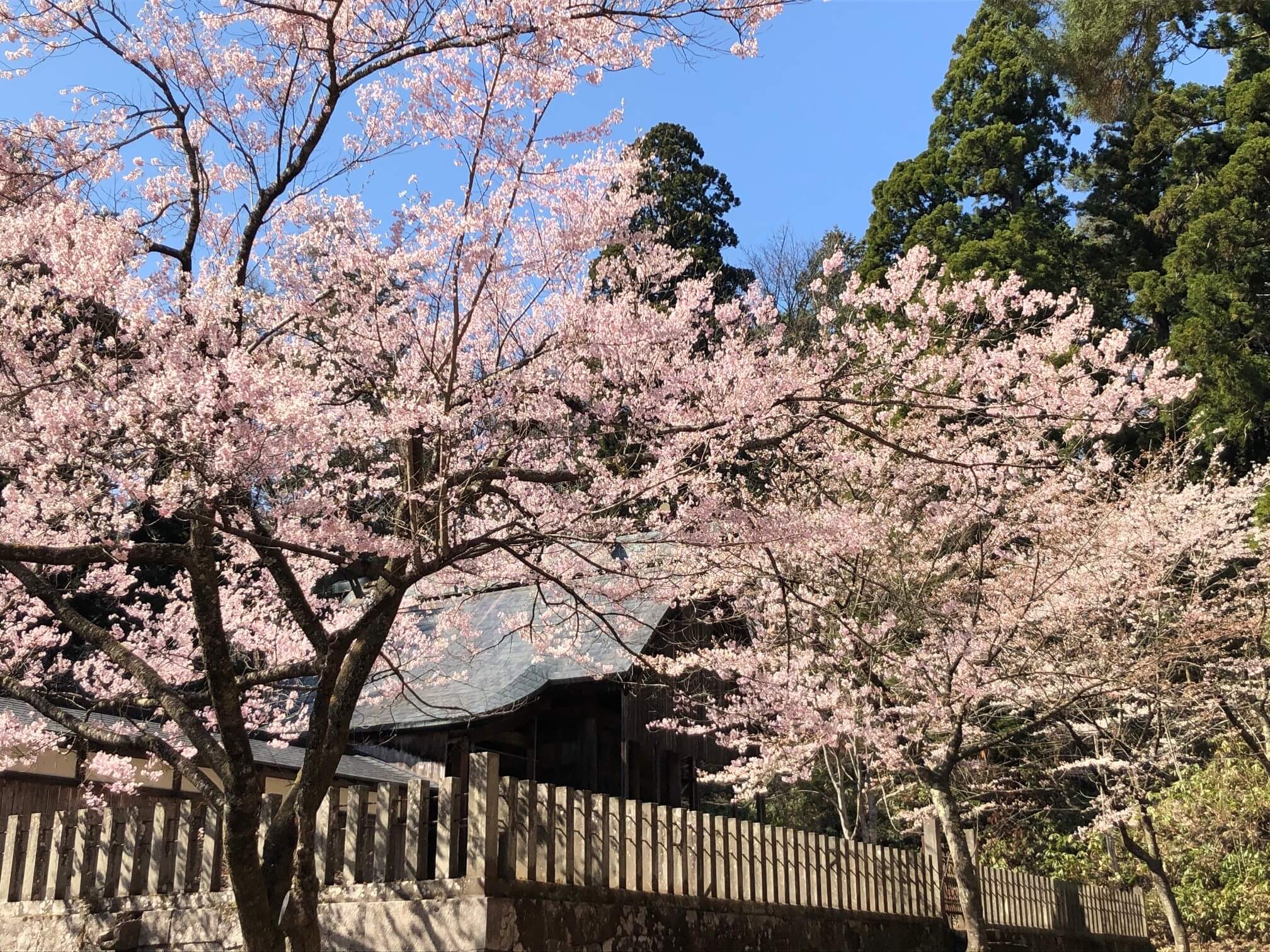 土津神社の桜