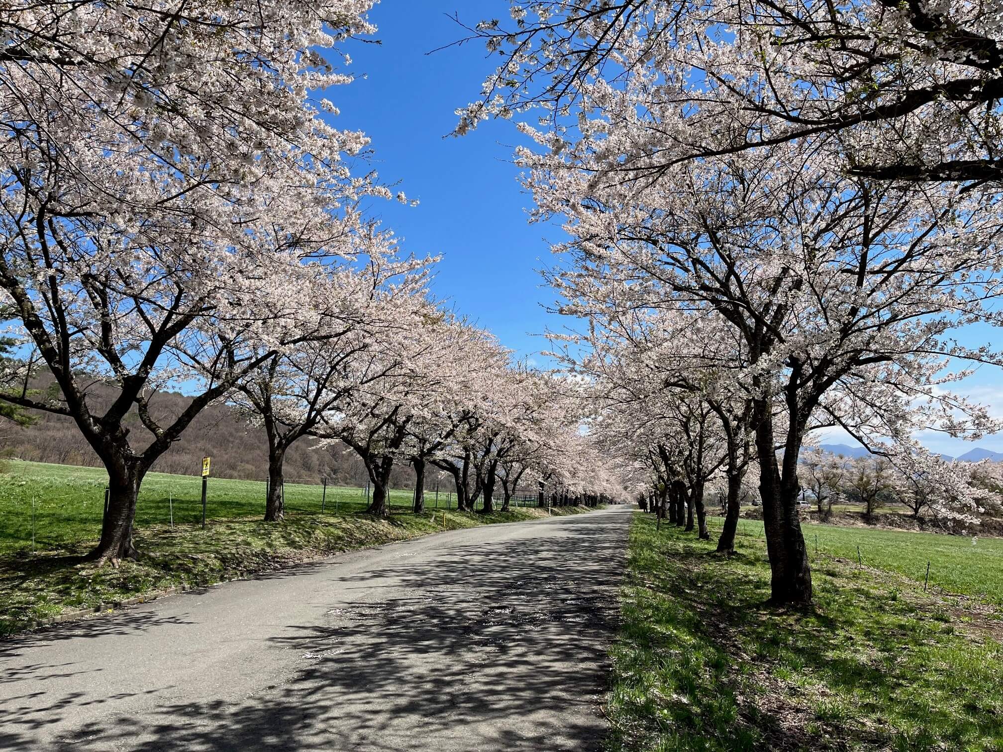 町営磐梯山牧場の桜