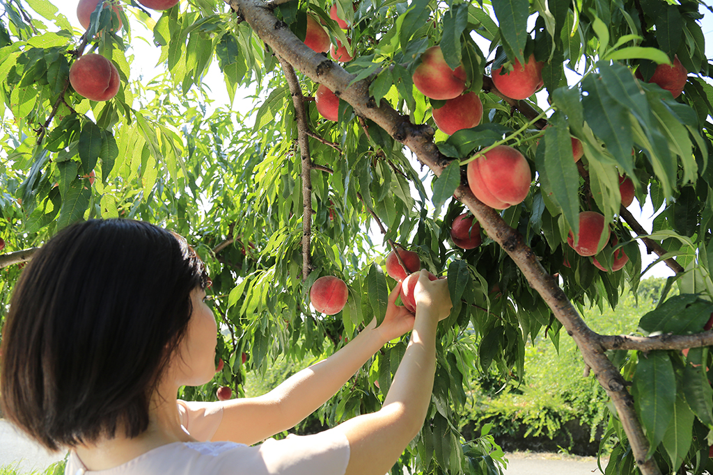 フルーツライン（福島市）