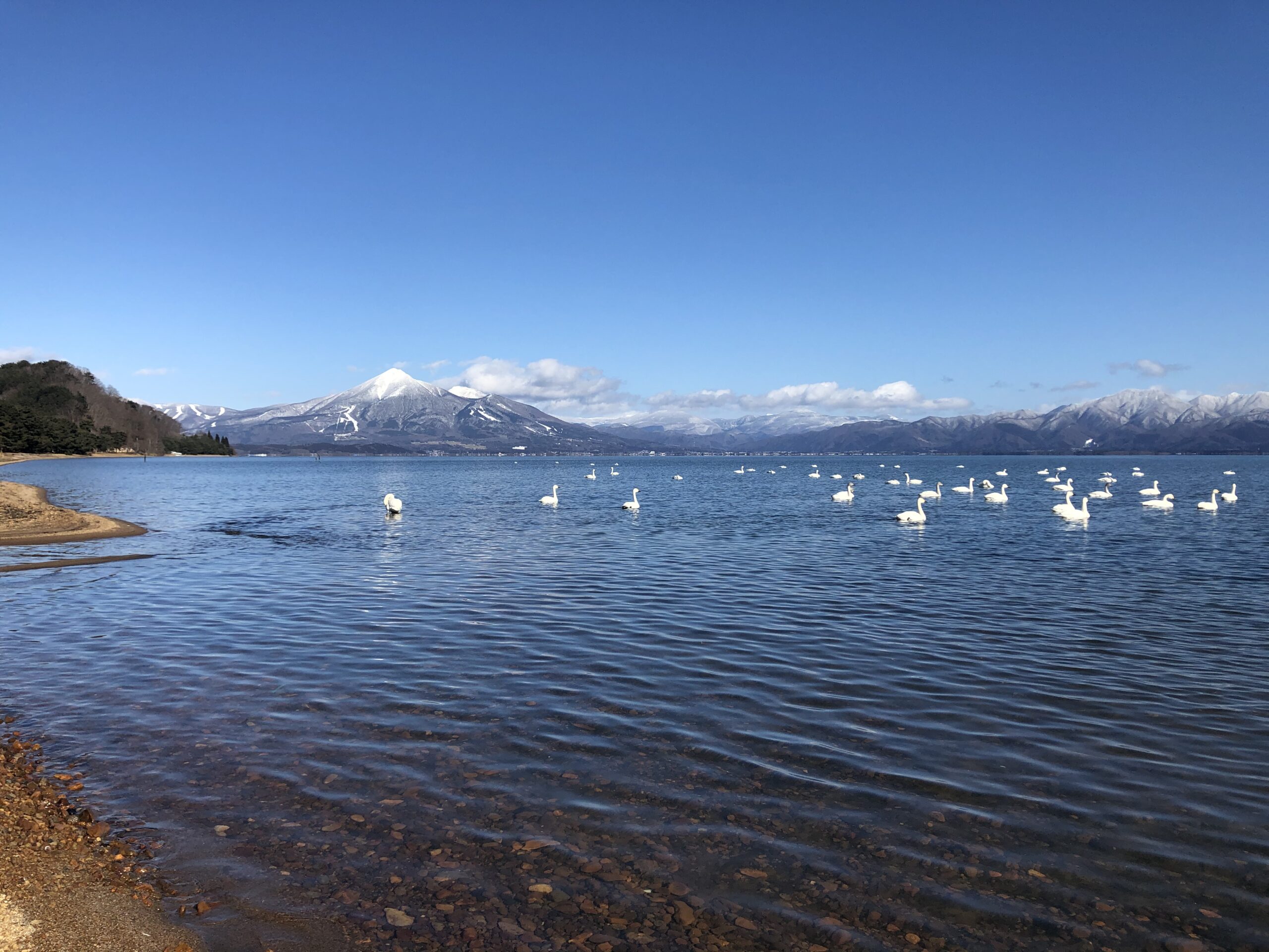 崎川浜のハクチョウ